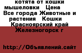 котята от кошки мышеловки › Цена ­ 10 - Все города Животные и растения » Кошки   . Красноярский край,Железногорск г.